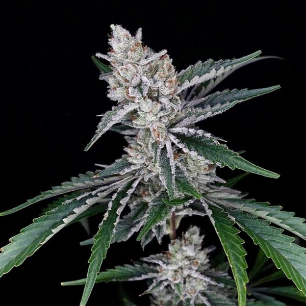 Sour Inferno